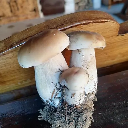 Villa Casa Agroturistica Teodora à Mînăstirea Humorului Extérieur photo